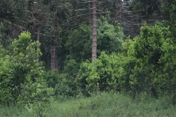 Cultivo sobreado de erva-mate no Paraná. Pesquisadores afirmam que manejo resulta em planta com mais taurina e teobromina — Foto: Invest Paraná