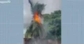 Raio atinge coqueiro na região sul de Palmas — Foto: Reprodução/ TV Anhanguera