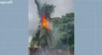 Raio atinge coqueiro na região sul de Palmas — Foto: Reprodução/ TV Anhanguera