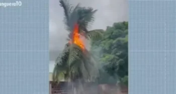 Raio atinge coqueiro na região sul de Palmas — Foto: Reprodução/ TV Anhanguera