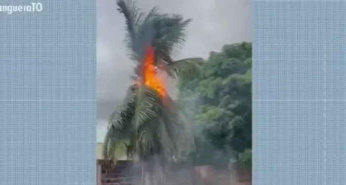 Raio atinge coqueiro na região sul de Palmas — Foto: Reprodução/ TV Anhanguera