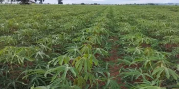 Lavoura de mandioca de Rodolfo Gabbiatti, em Planaltina do Paraná (PR); produtores da raiz contam prejuízos com a cultura — Foto: Arquivo pessoal
