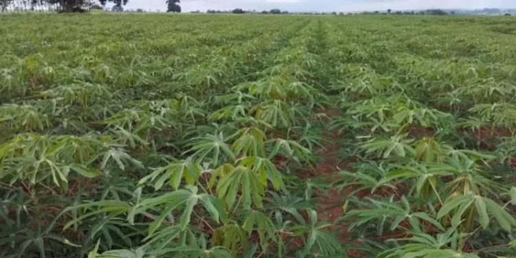 Lavoura de mandioca de Rodolfo Gabbiatti, em Planaltina do Paraná (PR); produtores da raiz contam prejuízos com a cultura — Foto: Arquivo pessoal