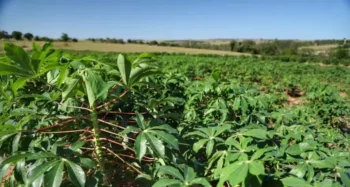 Para 2026, a perspectiva é de crescimento na produção de mandioca no Paraná, com a área colhida chegando a 160 mil hectares — Foto: José Fernando Ogura/AEN