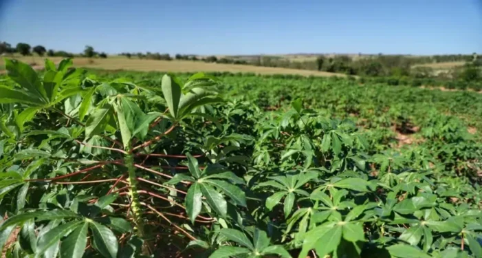 Para 2026, a perspectiva é de crescimento na produção de mandioca no Paraná, com a área colhida chegando a 160 mil hectares — Foto: José Fernando Ogura/AEN