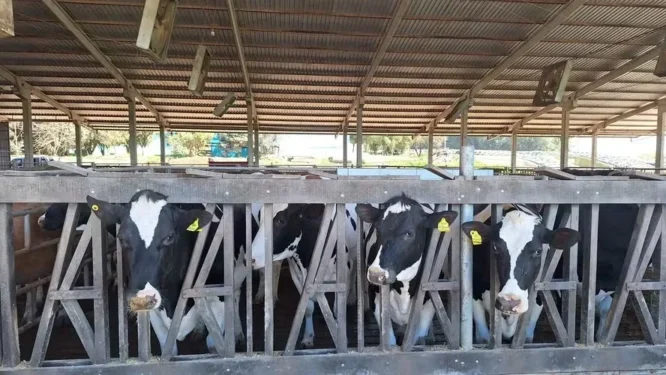 Produção de leite em Castro (PR) — Foto: Carolina Mainardes/Globo Rural