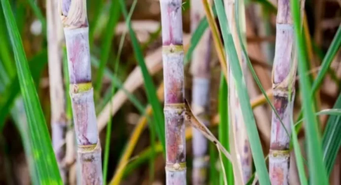 A meta do próximo ano foi elaborada e submetida à consulta pública pelo Ministério de Minas e Energia — Foto: Globo Rural