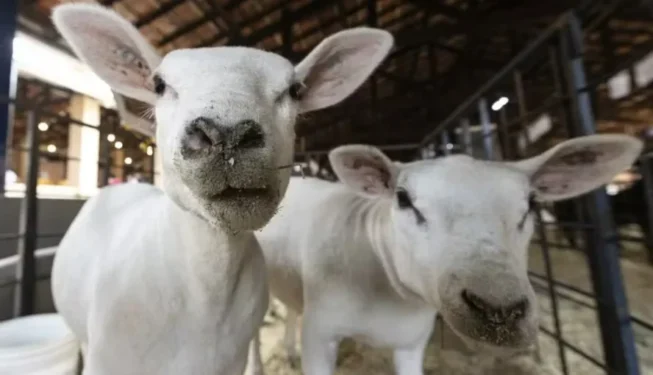 Empresa mantém parceria com criadores de diferentes Estados para o fornecimento de animais — Foto: Sergio Ranalli