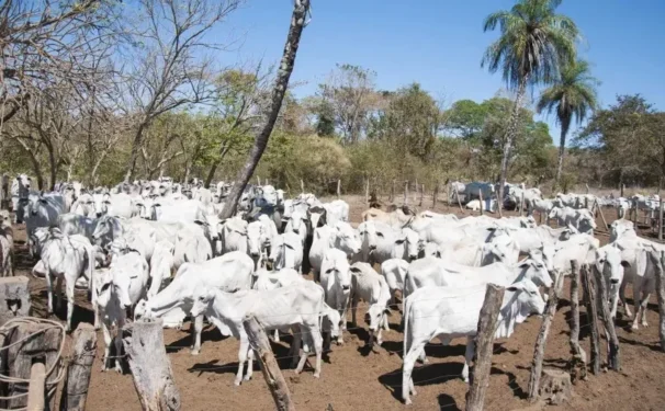 (Foto: Camila Soares).