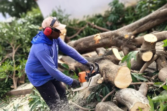 Corte e recolhimento de árvores caídas ocorreram após chuvas intensas em Palmas – Foto Chico Sisto