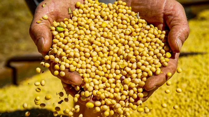 Soja permanece como o principal produto da pauta de exportações do Tocantins, representando 51% do total comercializado, com cerca de 3,9 milhões de toneladas exportadas (Crédito foto: Governo do Tocantins)