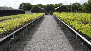 Em 2025, foram entregues 16.800 mudas para dez municípios do estado do Tocantins.Marcel de Paula/Governo do Tocantins.