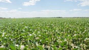 Áreas cultivadas de soja devem ser cadastradas na Adapec para monitoramento de pragas. Foto - Keven Lopes / Governo do Tocantins