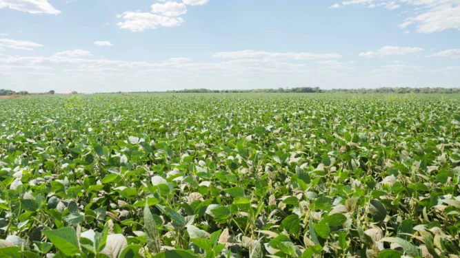 Áreas cultivadas de soja devem ser cadastradas na Adapec para monitoramento de pragas. Foto - Keven Lopes / Governo do Tocantins