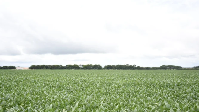 Na última safra foram cadastradas junto à Adapec, uma área cultivada de mais de 1,46 milhão de hectares de soja no Tocantins - Foto - Majuh Souza / Governo do Tocantins