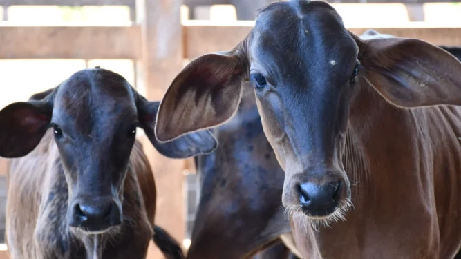 Mais de 88% das bovídeas entre três e oito meses foram vacinadas contra a brucelose no Tocantins no segundo semestre de 2025. Foto - Majuh Souza / Governo do Tocantins.