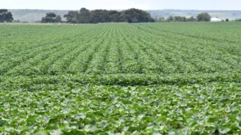Na última safra foram cadastradas na Adapec, uma área plantada de 14,5 mil hectares de algodão. Foto - Majuh Souza / Governo do Tocantins