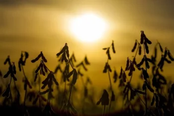 Tendência de preços firmes para soja no Brasil deve prevalecer — Foto: R Rufino