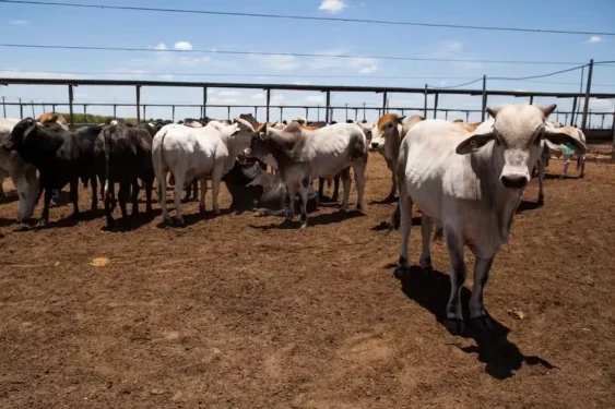 confinamento - gado confinado - pecuária de corte no Oeste da Bahia - boi gordo - rebanho bovino - bovinos — Foto: Wenderson Araujo/CNA