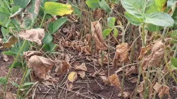 Lavoura de soja afetada pela seca em São Sepé (RS) em fevereiro de 2025 — Foto: Leonardo Soprano/Arquivo pessoal