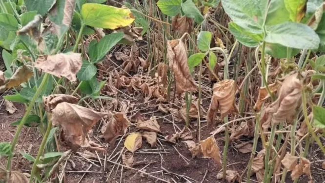 Lavoura de soja afetada pela seca em São Sepé (RS) em fevereiro de 2025 — Foto: Leonardo Soprano/Arquivo pessoal