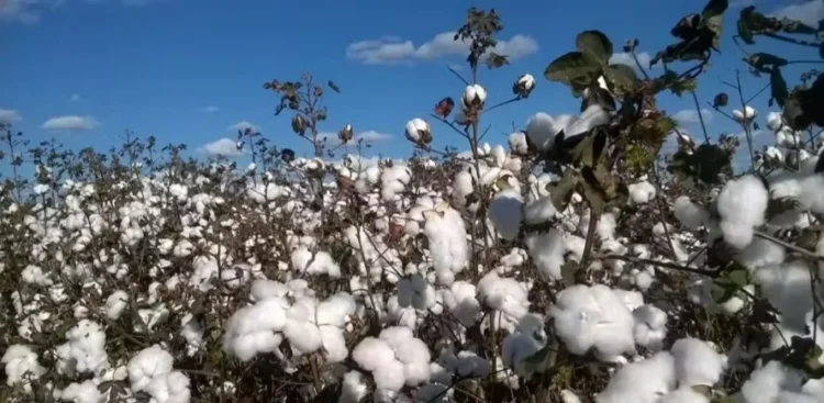 No campo, a área cultivada com algodão na safra 2025/26 deve crescer apenas 0,7% — Foto: Seapa MG/ Divulgação