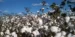 No campo, a área cultivada com algodão na safra 2025/26 deve crescer apenas 0,7% — Foto: Seapa MG/ Divulgação