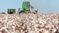 Brasil está ganhando mercado de algodão em cima de outros países, segundo Dawid Wajs — Foto: Sealpa MG/Divulgação