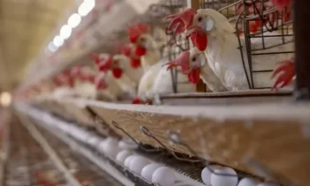 Setores de carne de frangos e de ovos terão isenções tarifárias para exportações ao mercado europeu — Foto: Gilson Abreu/AEN