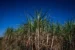 Lavoura de cana; açúcar e etanol podem ser beneficiados pelo acordo — Foto: Wenderson Araújo/CNA