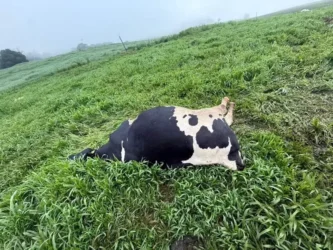 Especialistas acreditam que as vacas leiteiras morreram de intoxicação por nitrito — Foto: Ana Paula Witter/Arquivo pessoal