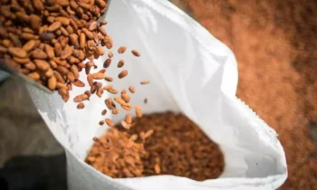 O mercado tem reagido aos dados de moagem nos principais mercados de cacau — Foto: Wenderson Araujo/CNA