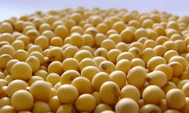 Ritmo mais lento das exportações de soja dos Estados Unidos afeta as cotações — Foto: Arquivo/Embrapa Cerrados