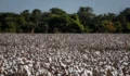 Abrapa estima uma área 2,052 milhões de hectares plantados com algodão — Foto: Wenderson Araujo/CNA