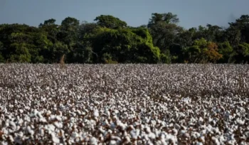 Abrapa estima uma área 2,052 milhões de hectares plantados com algodão — Foto: Wenderson Araujo/CNA