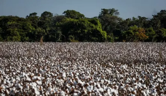 Abrapa estima uma área 2,052 milhões de hectares plantados com algodão — Foto: Wenderson Araujo/CNA