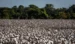 Abrapa estima uma área 2,052 milhões de hectares plantados com algodão — Foto: Wenderson Araujo/CNA