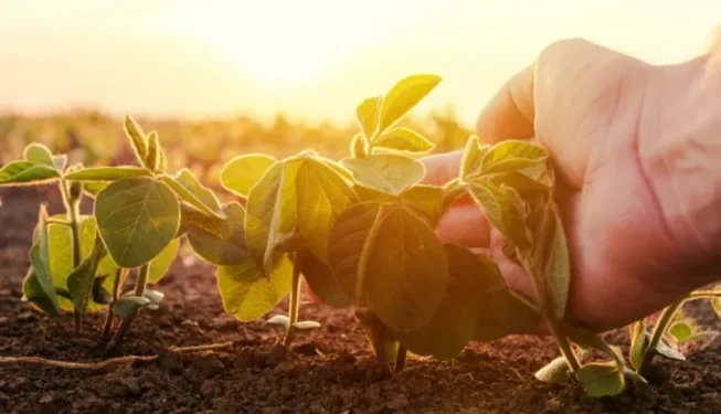 Programa segue com adesões abertas até 30 de janeiro de 2026 — Foto: Getty Images