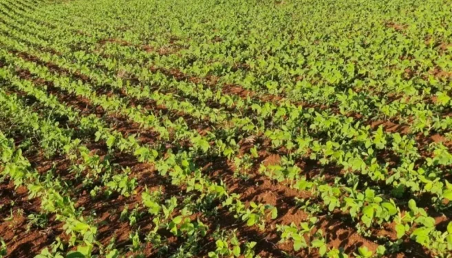 Empresa argumentou que sofreu na última safra com o ambiente de baixa liquidez — Foto: Divulgação