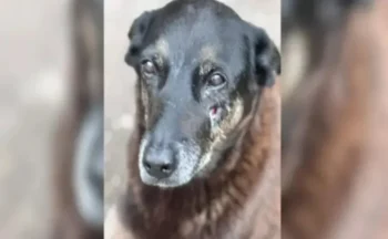 Reprodução/NSC Total