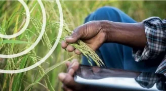 Produtores costumam tirar fotos de plantas doentes e compartilhar com a plataforma, que analisa as imagens para trazer respostas — Foto: Globo Rural