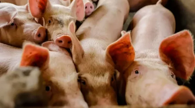 Queda no valor dos animais se deve a uma forte redução do consumo no da carne suína no mercado interno — Foto: Roberto Dziura Jr/AEN