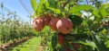 Neste ano, maçãs devem apresentar tamanho superior à média histórica, excelente coloração e maior suculência — Foto: Carlos Bado/Rasip Agro
