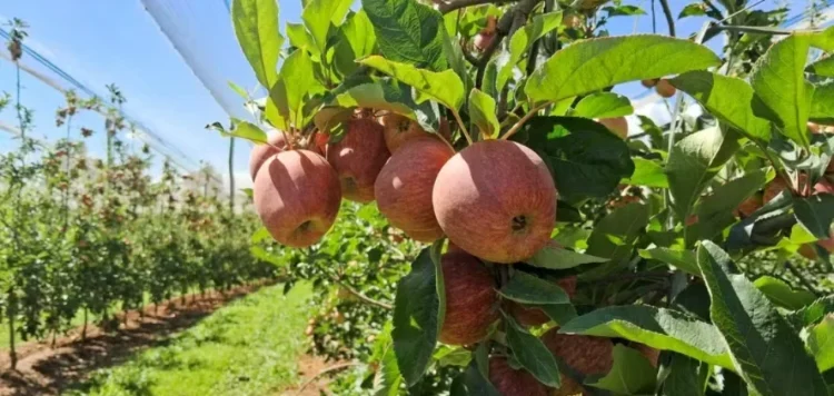 Neste ano, maçãs devem apresentar tamanho superior à média histórica, excelente coloração e maior suculência — Foto: Carlos Bado/Rasip Agro