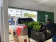 Serão distribuídas 500 mudas para comunidades nos municípios de Pium, Divinópolis, Marianópolis e Paraíso do Tocantins - Foto: Naturatins/ Governo do Tocantins