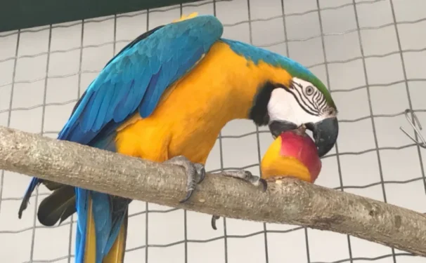 Em 2025, o Naturatins registrou um aumento de aproximadamente 40% nos atendimentos a animais silvestres em relação ao ano anterior - Foto: Naturatins/Governo do Tocantins