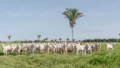 O Termo de Transferência Animal (TTA) foi criado para registrar transferências de animais entre produtores com explorações pecuárias localizadas em um mesmo estabelecimento rural. Foto - Keven Lopes / Governo do Tocantins