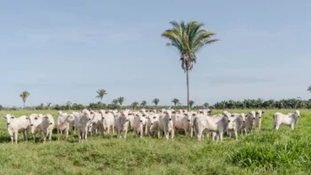 O Termo de Transferência Animal (TTA) foi criado para registrar transferências de animais entre produtores com explorações pecuárias localizadas em um mesmo estabelecimento rural. Foto - Keven Lopes / Governo do Tocantins