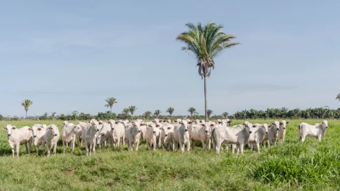 O Termo de Transferência Animal (TTA) foi criado para registrar transferências de animais entre produtores com explorações pecuárias localizadas em um mesmo estabelecimento rural. Foto - Keven Lopes / Governo do Tocantins