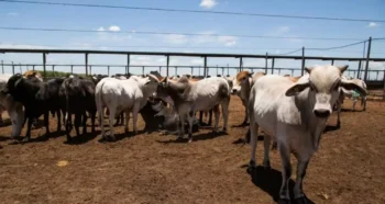 Na comparação com o terceiro trimestre de 2025, no entanto, o abate caiu 2,9% — Foto: Wenderson Araujo/CNA
